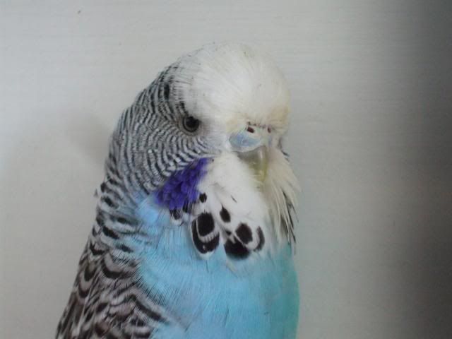 aviaryjan09062-1.jpg
