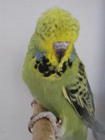 aviaryjan09065.jpg