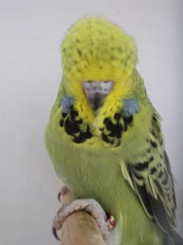 aviaryjan09066-1.jpg