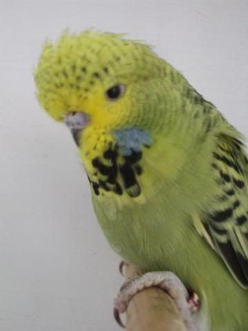 aviaryjan09067.jpg