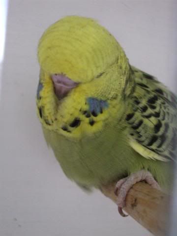 aviaryjan09069-1.jpg