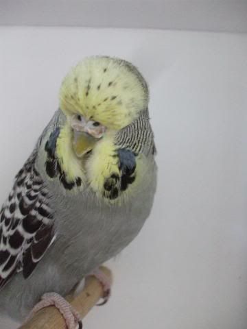 aviaryjan09069.jpg