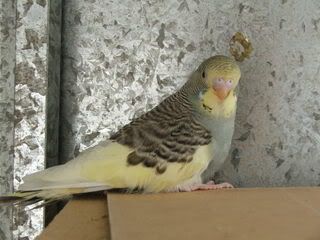 birds4056.jpg