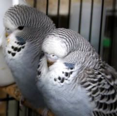 7a7145b2.jpg