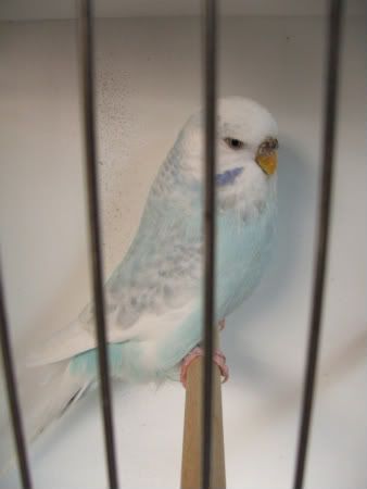 AAturnleysbirds044.jpg