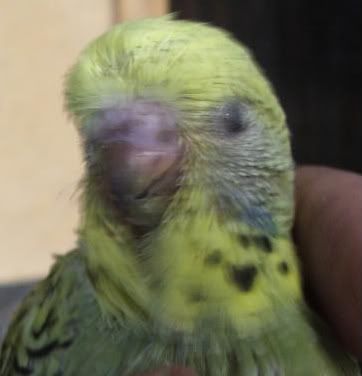 DSCF1293.jpg
