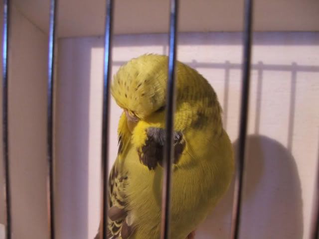 DSCF1685.jpg