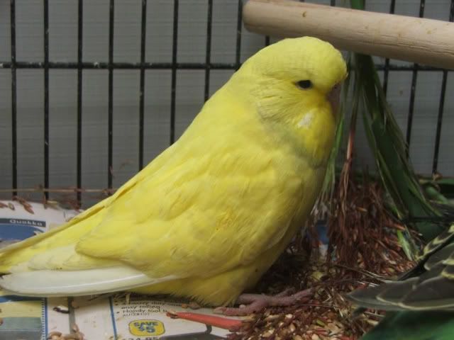 DSCF3264.jpg
