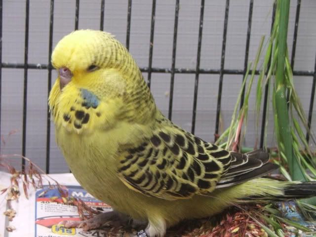DSCF3323.jpg
