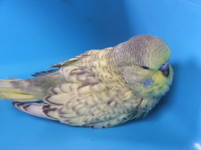 DSCF3596.jpg