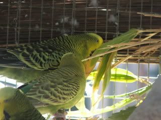 DSCF3720.jpg