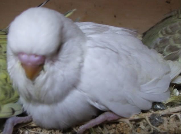 DSCF3994.jpg