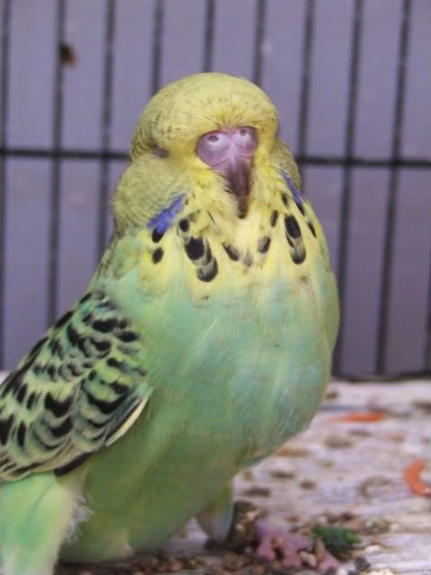 DSCF4009.jpg