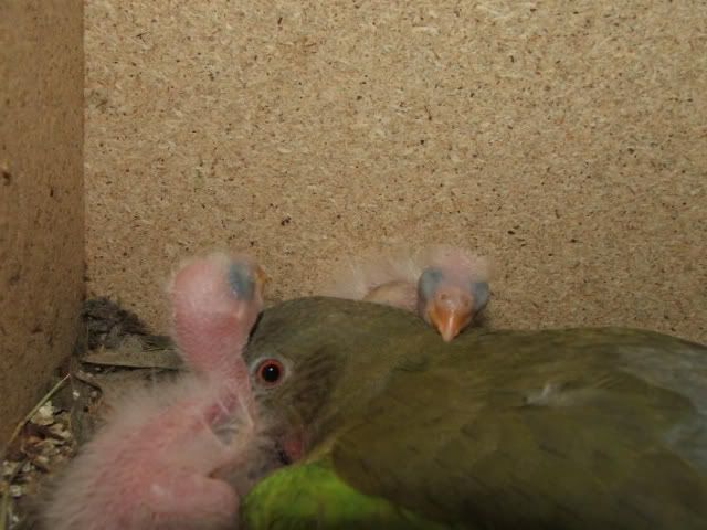 DSCF4031.jpg