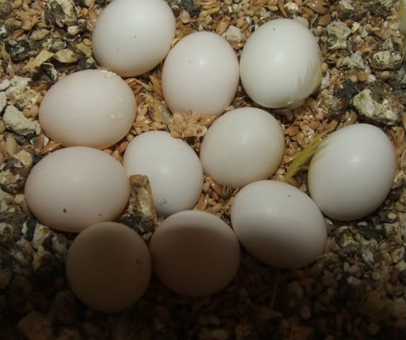 DSCF4045.jpg