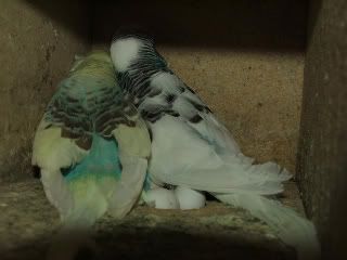 DSCF4177.jpg
