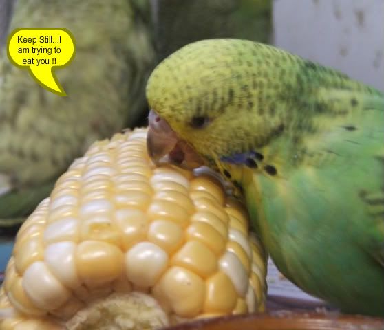DSCF4207.jpg