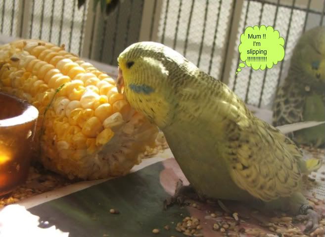 DSCF4238.jpg
