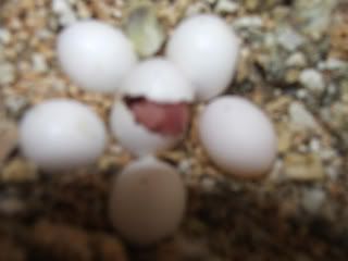 DSCF4268.jpg