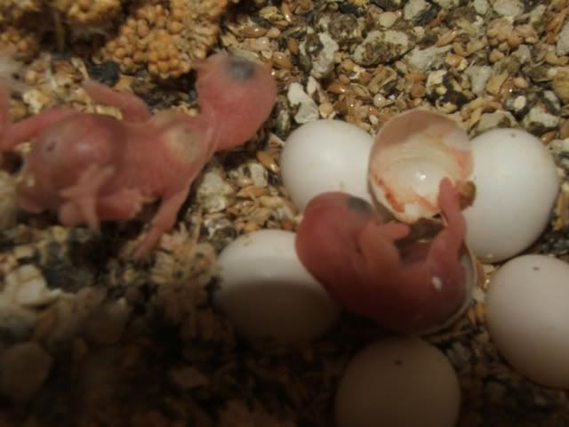 DSCF4288.jpg