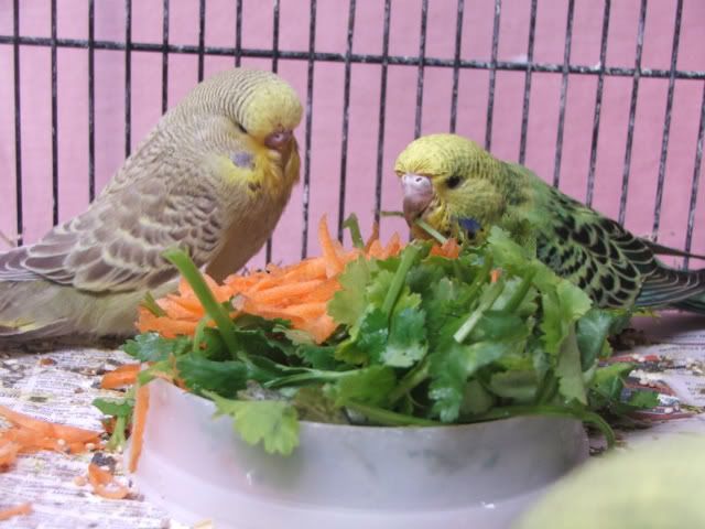 DSCF4290.jpg