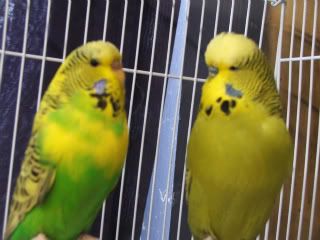 DSCF4419.jpg