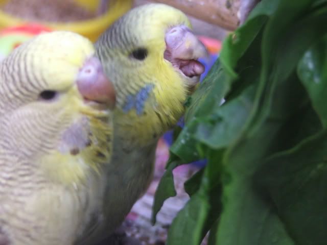 DSCF4571.jpg