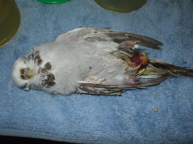 dead budgie