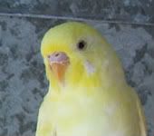 aaa-budgies352.jpg