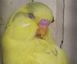 aprilbudgies204.jpg