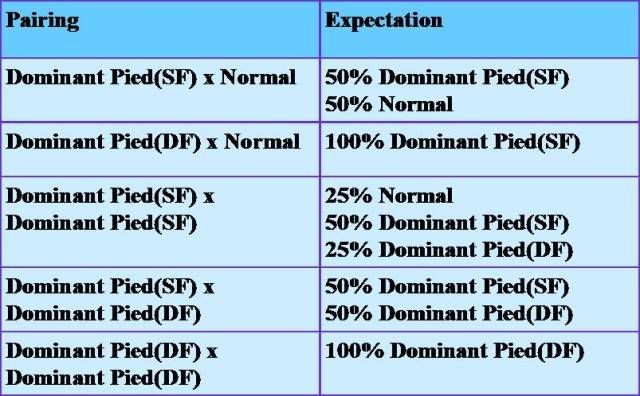 breeding4.jpg