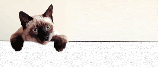 wallkitty.gif