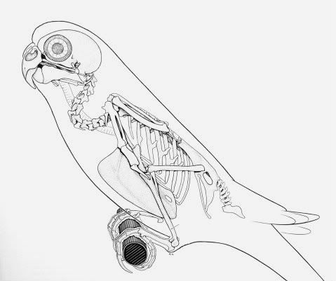 budgie-skeleton-.jpg