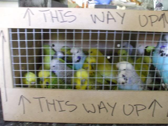 davesbirds053.jpg