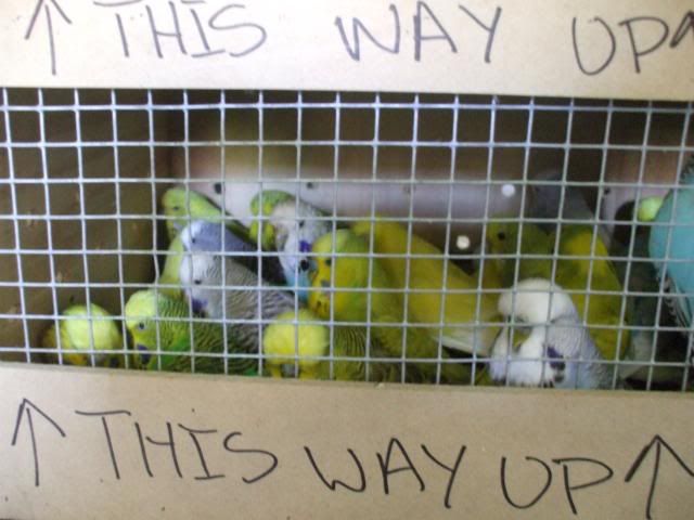 davesbirds056.jpg