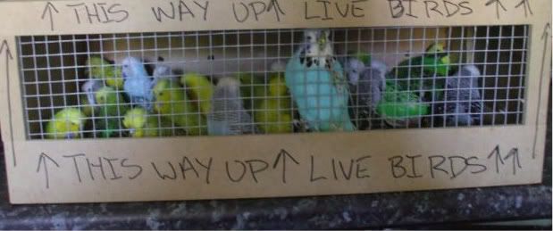 davesbirds058.jpg