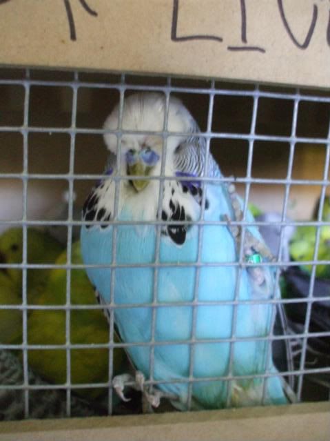 davesbirds060.jpg
