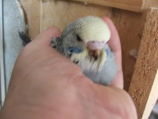 2005_0101febbudgies0006.jpg