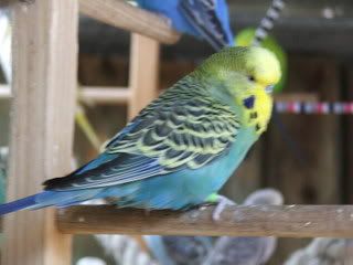 2005_0101febbudgies0008.jpg