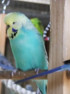 2005_0101febbudgies0009.jpg