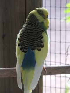 2005_0101febbudgies0019.jpg