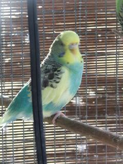 2005_0101febbudgies0027.jpg