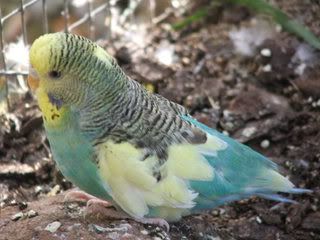 2005_0101febbudgies0028.jpg