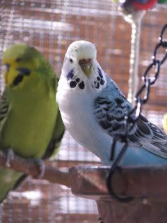2005_0101febbudgies0034.jpg