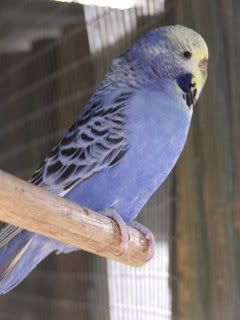 2005_0101febbudgies0041.jpg
