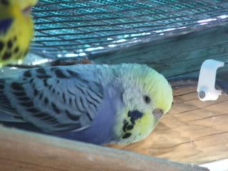 2005_0101febbudgies0042.jpg