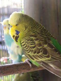 2005_0101febbudgies0044.jpg