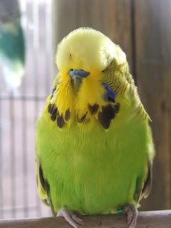 2005_0101febbudgies0046.jpg