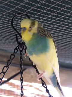 2005_0101febbudgies0050.jpg