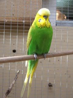 2005_0101febbudgies0053.jpg